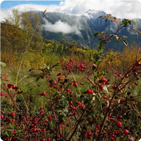 Alapanyag-beszerzés